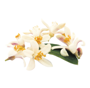 Orange Flowers